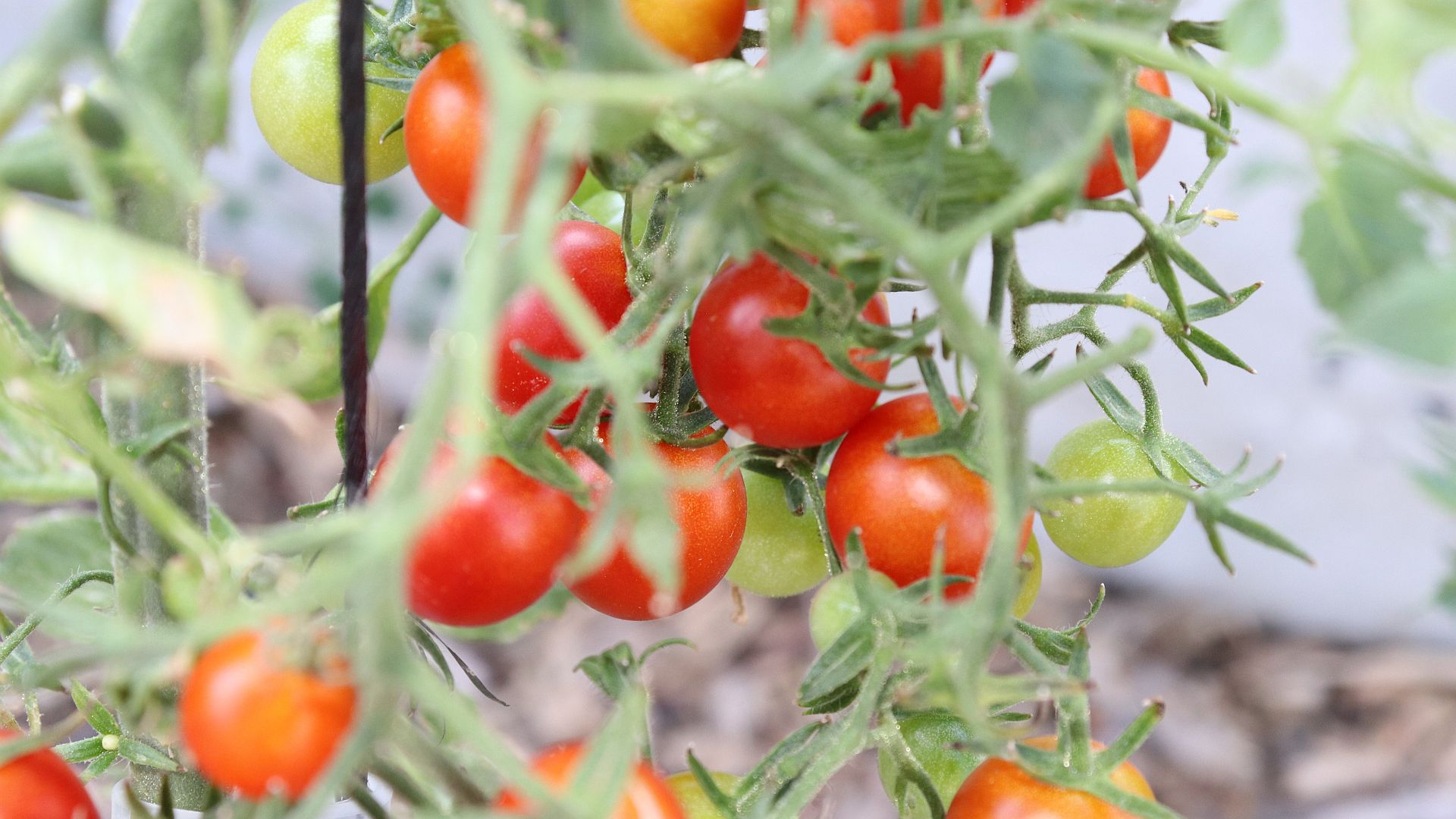 Small tomatoes on a vine.