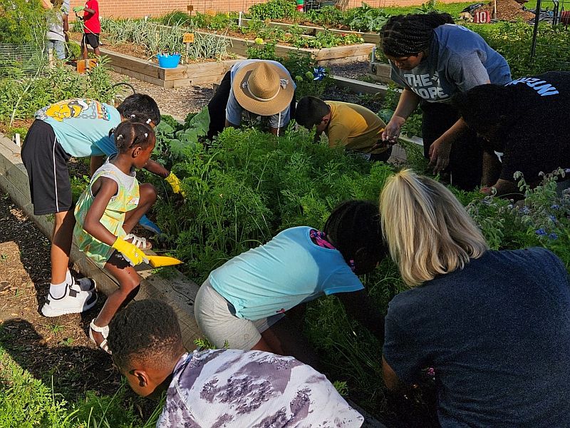 Children and adults working in a vegetable garden of raised beds.