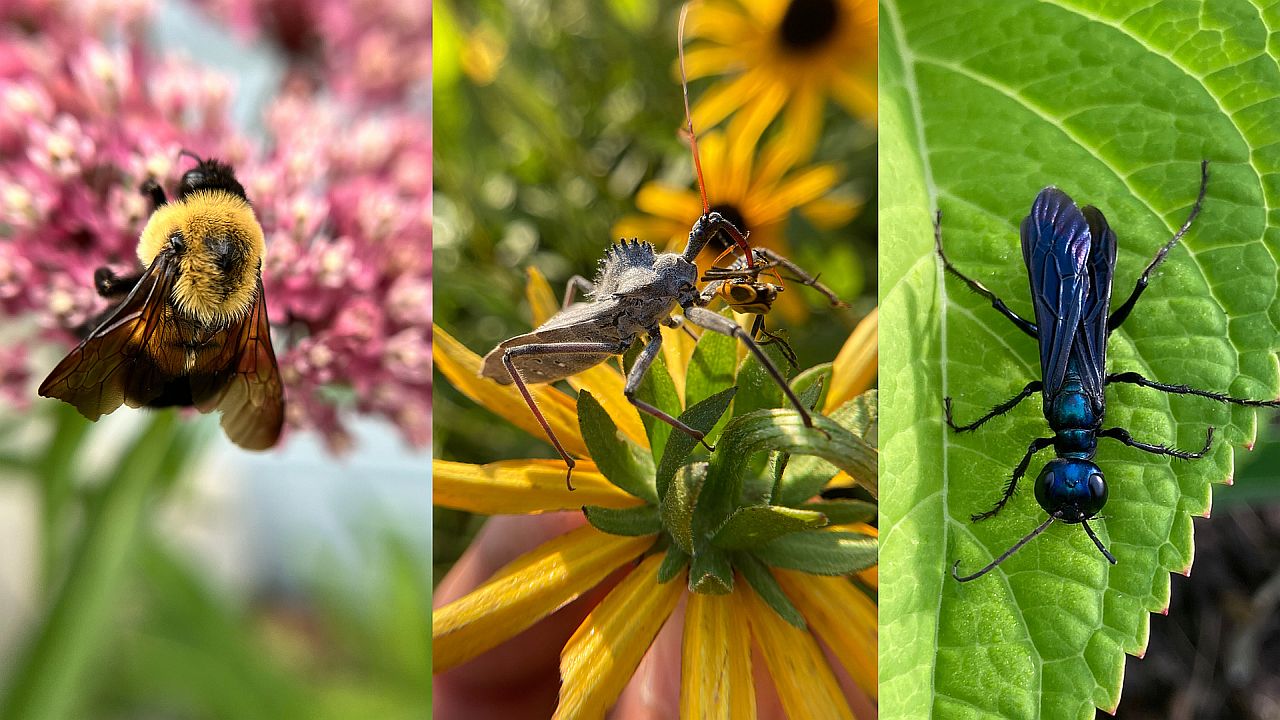 Collage of three insects on three plants.