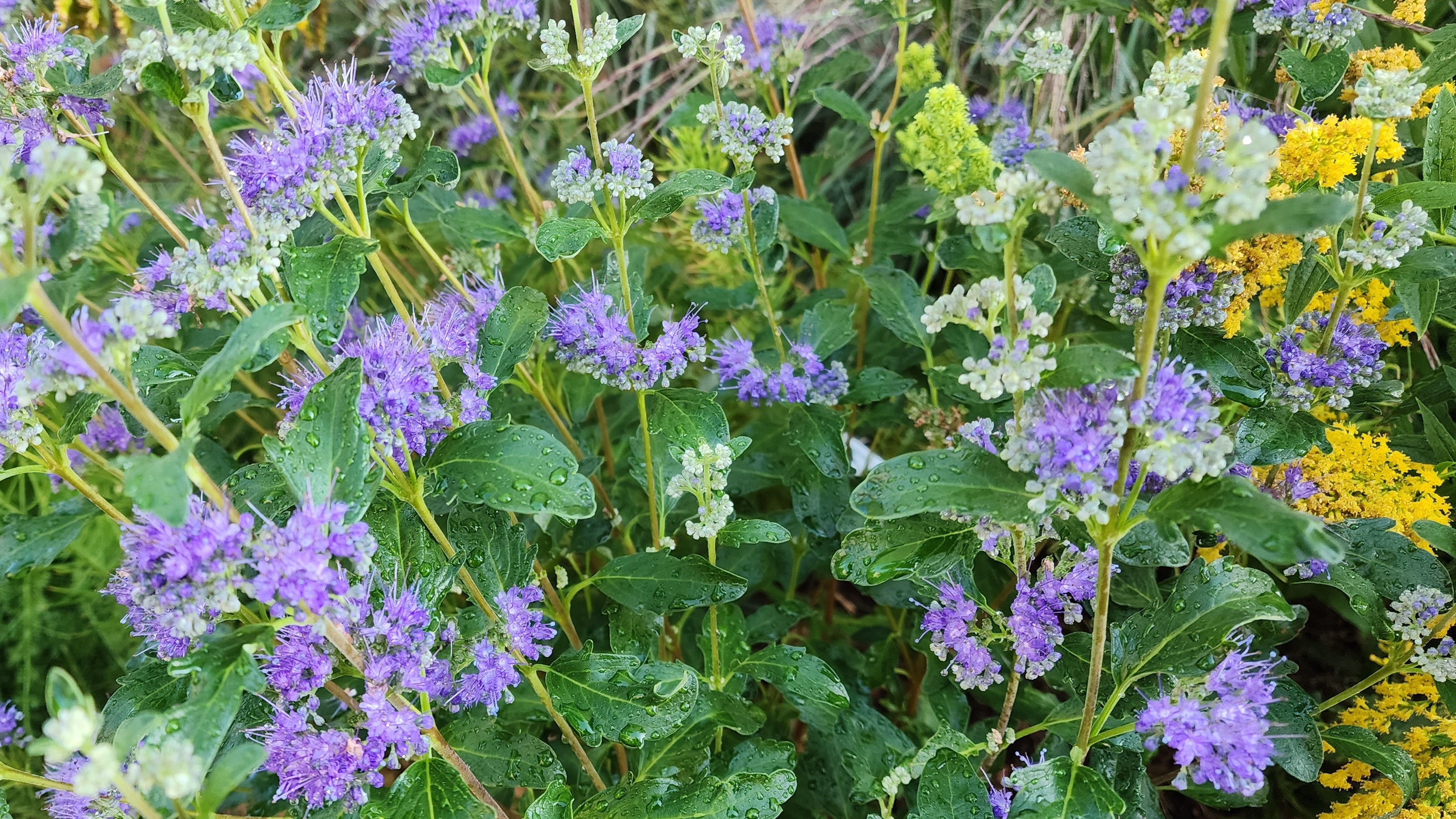 Blue Beard blooming in fall.