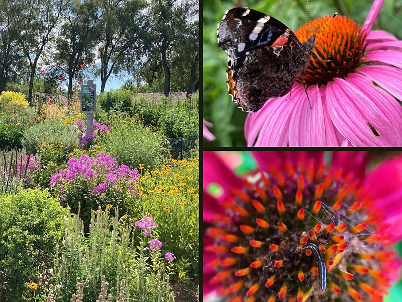 A collage of insects and flowering plants in a garden.