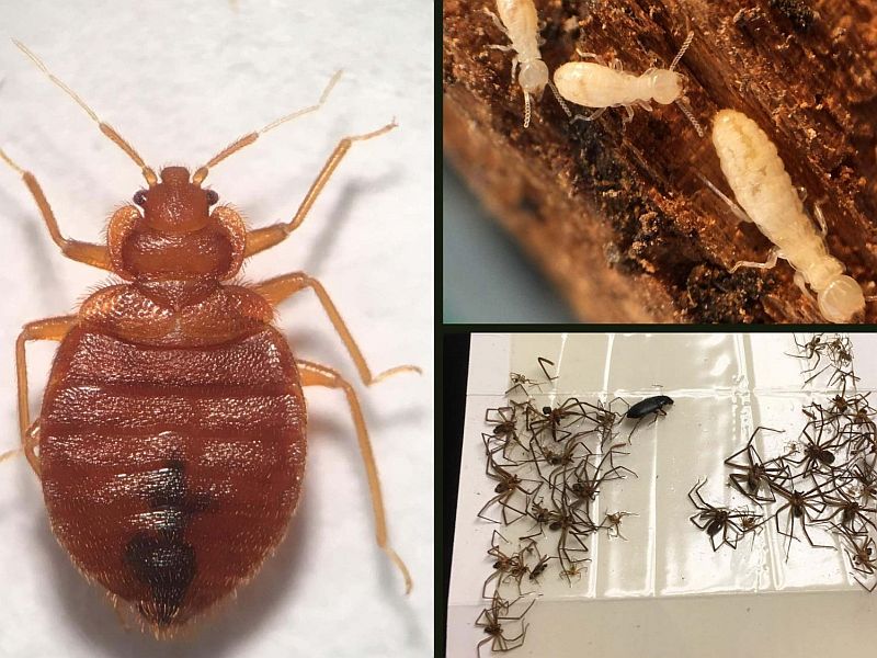 A collage of insects found indoors.