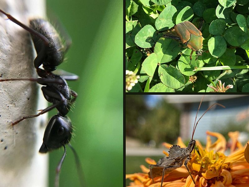 A collage of insects found outdoors.