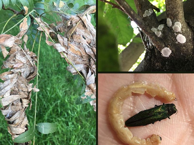 A collage of insects and tree damage caused by insects.