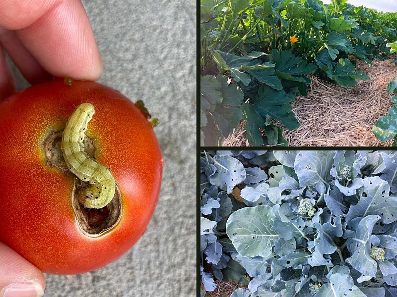 A collage of insects and plants in a vegetables garden.