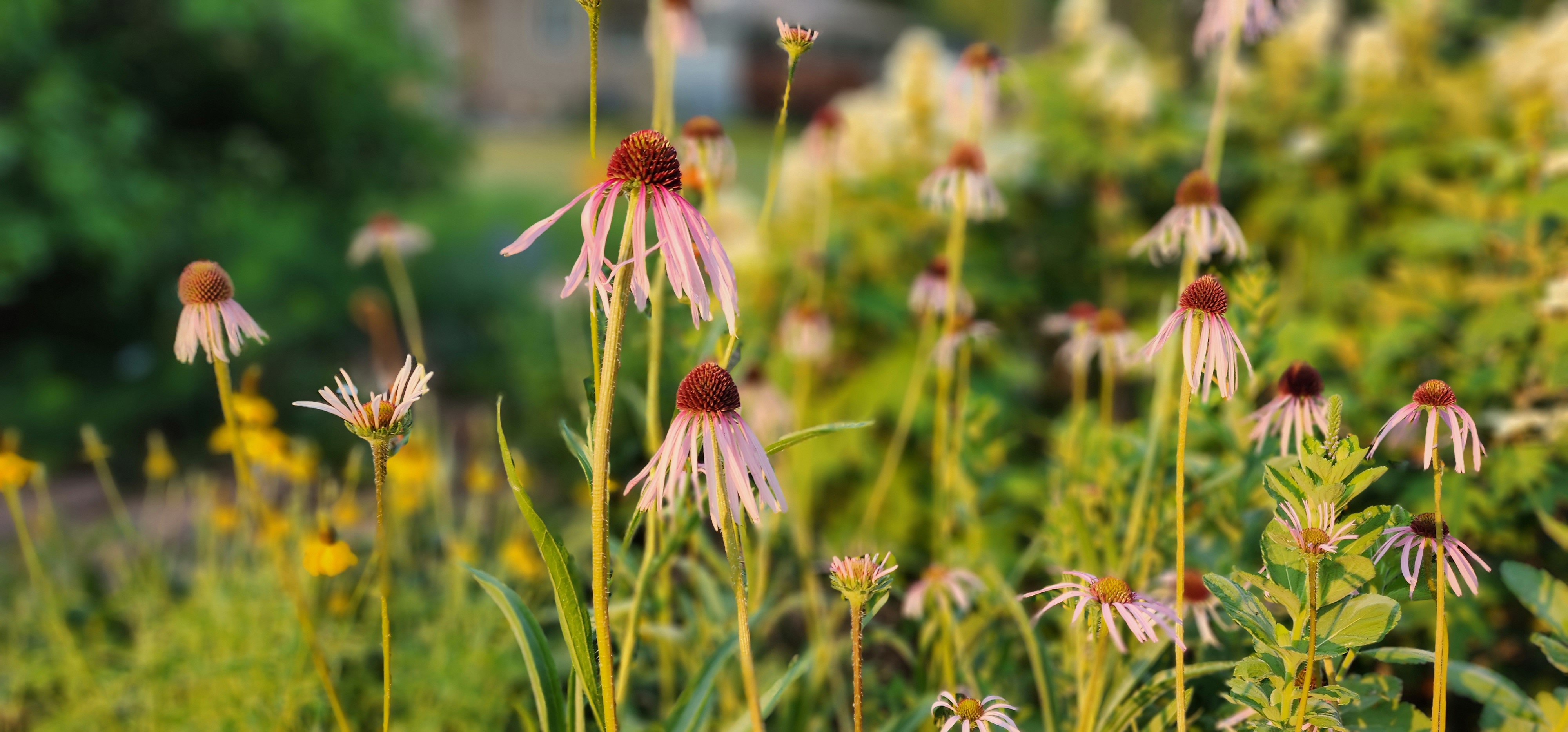 Pale Purple Coneflowers
