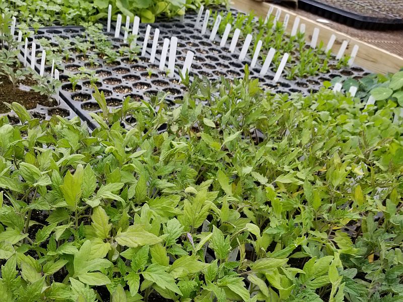 Seedling vegetables in trays.