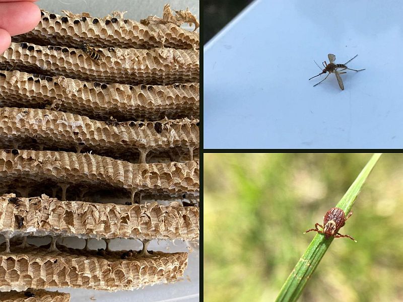 A collage of insects that bite or sting.