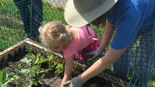 Adult and child gardening in a raised vegetable bed.