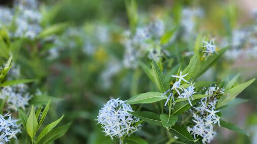 Blue star blooming in spring.