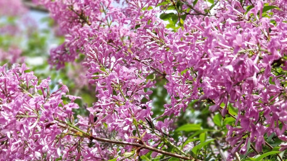 A closeup image of lilacs in bloom.