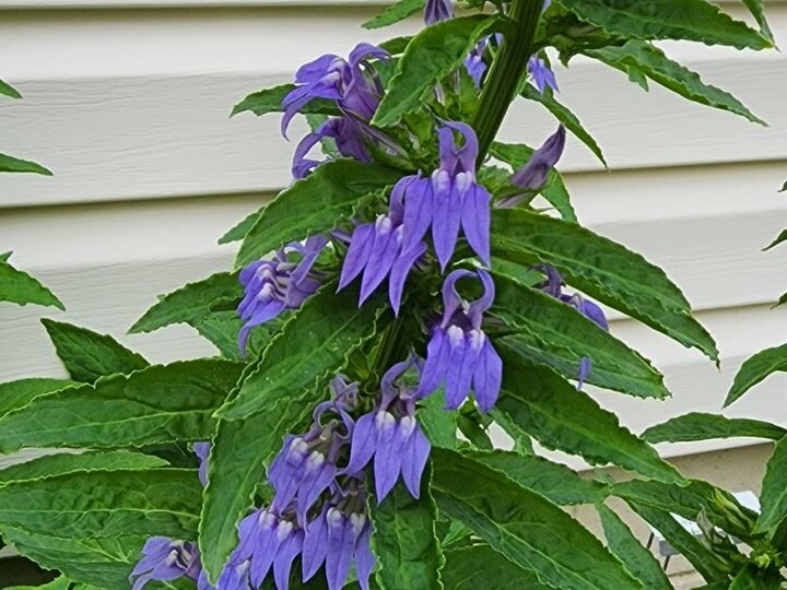 Blue Cardinal Flower