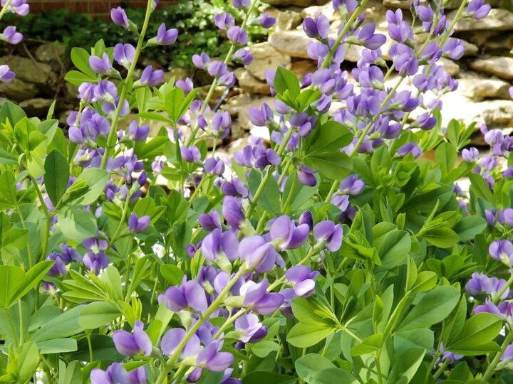 Blue False Indigo