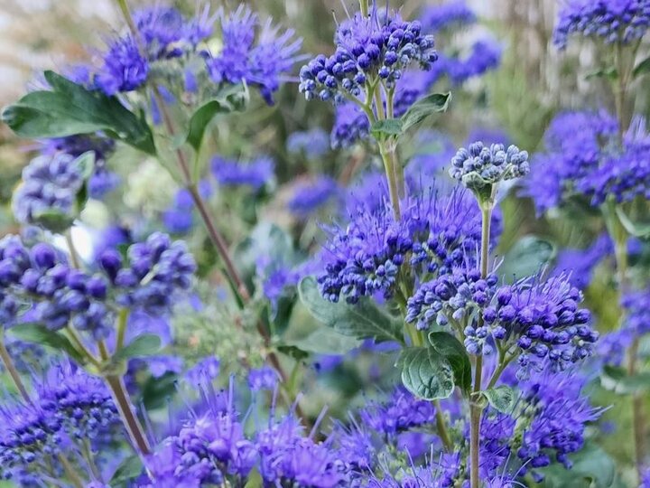 Blue Mist