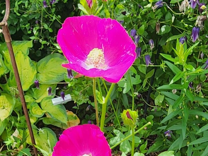 Bush Poppy Mallow