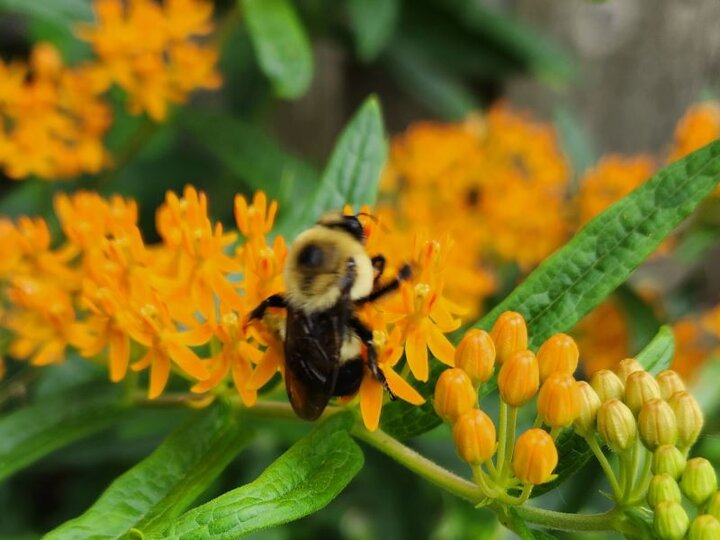Butterfly Milkweed