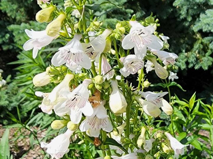 Foxglove Penstemon