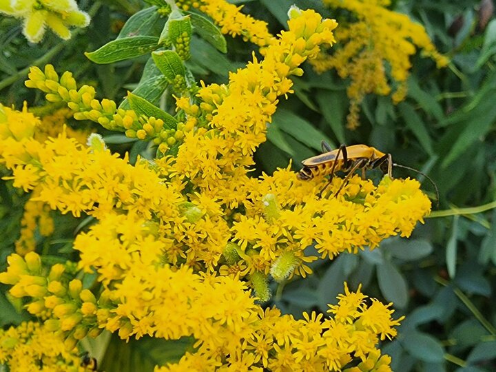 Goldenrod in bloom.