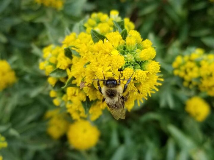 Goldenrod