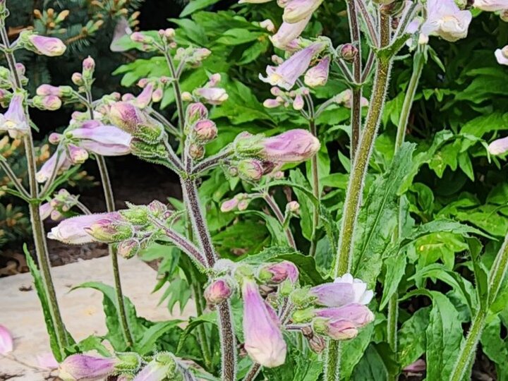 Hairy Beardtongue