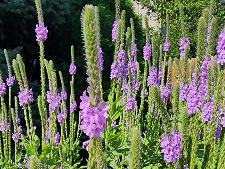 Hoary Vervain