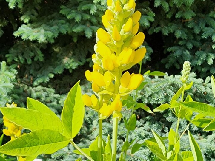 Mountains Goldbanner