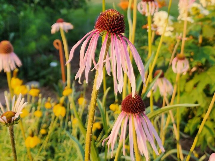 Narrow-leaf Coneflower