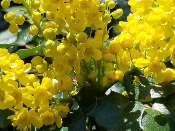 Oregon Grape Holly