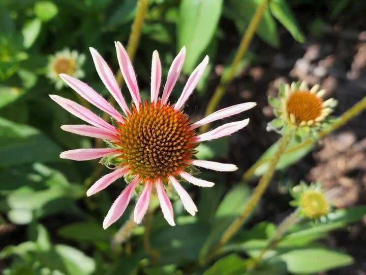 Pale-purple Coneflower