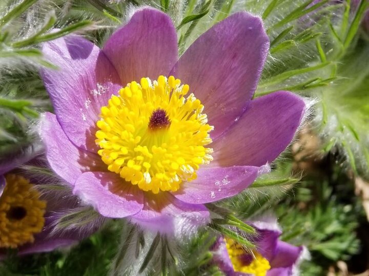 Pasqueflower