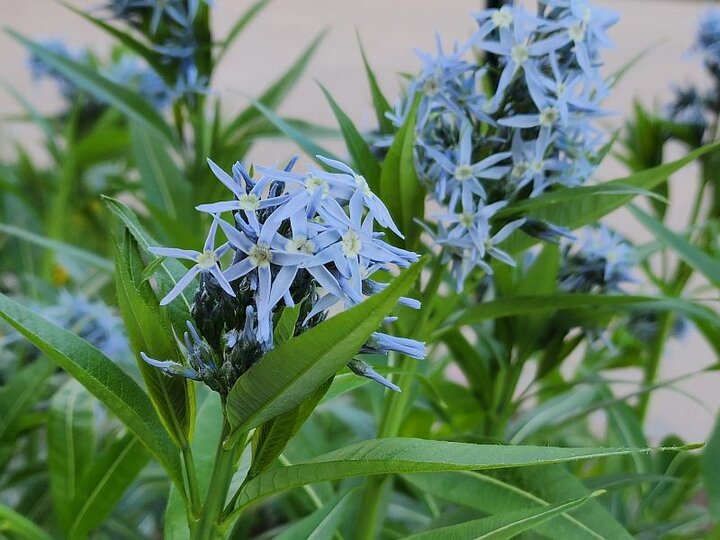Bluestar