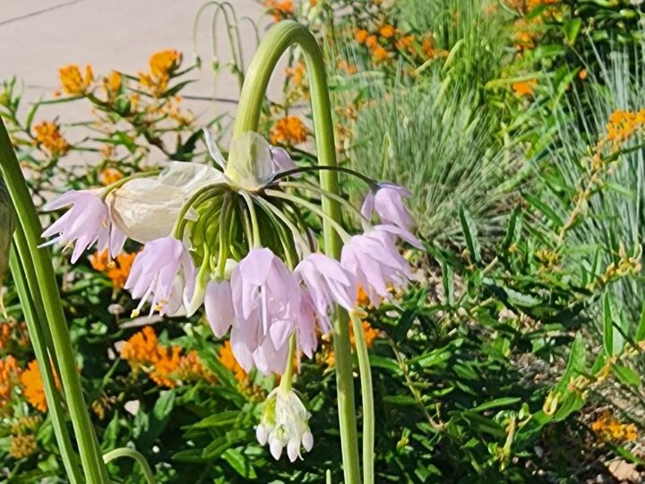Prairie Onion