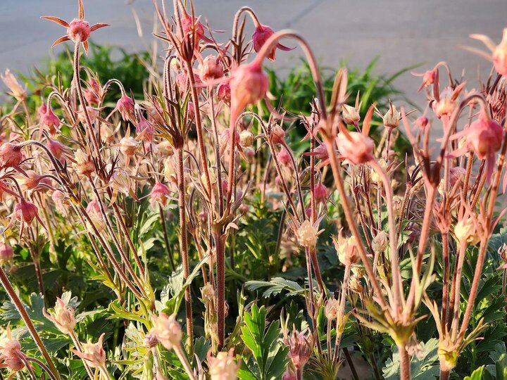 Prairie Smoke in bloom.