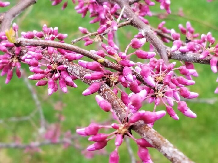 Red Bud