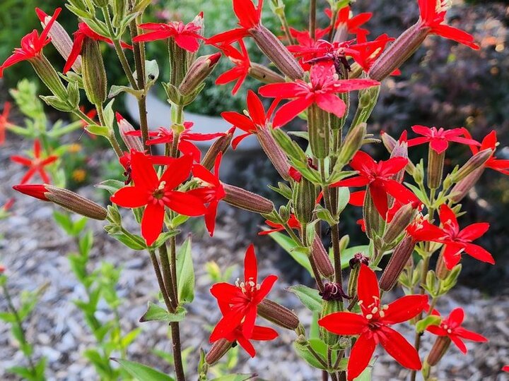Royal Catchfly