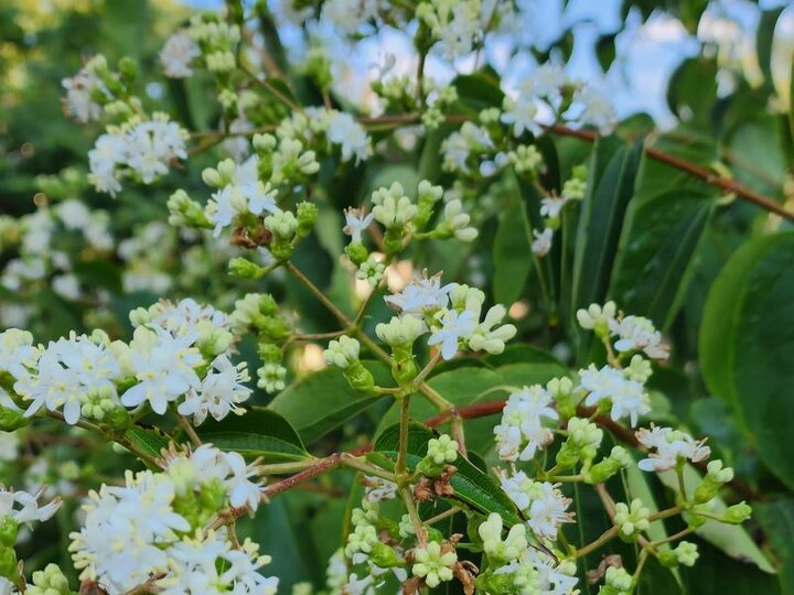 Seven-sons Flower
