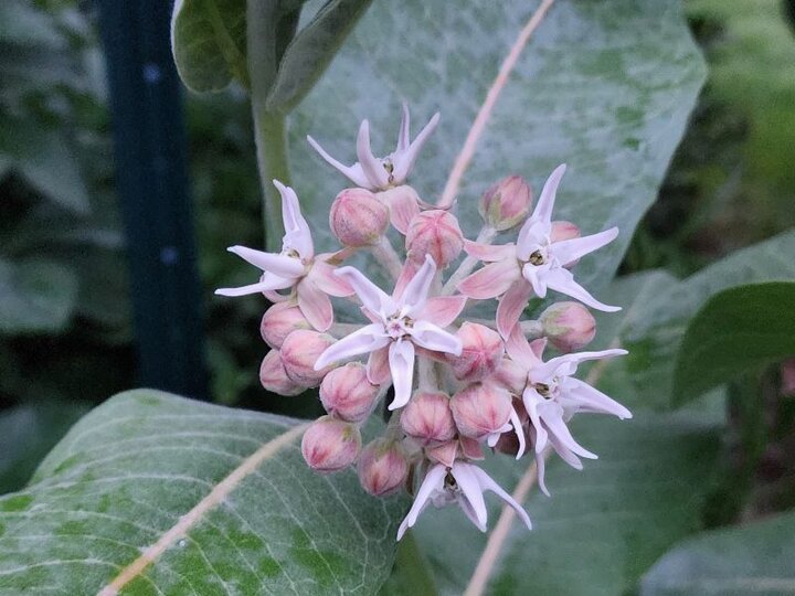 Showy Milkweed