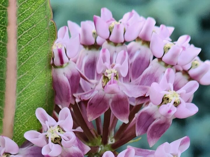 Sullivant’s Milkweed