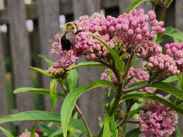 Swamp Milkweed