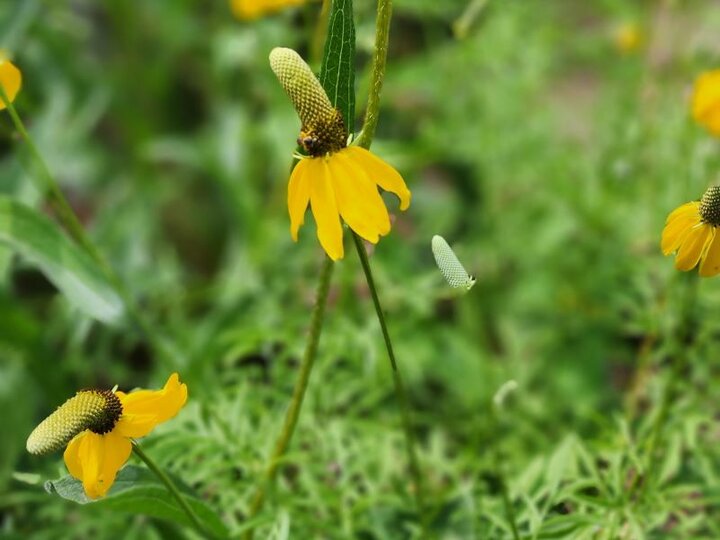 Upright Prairie Coneflower