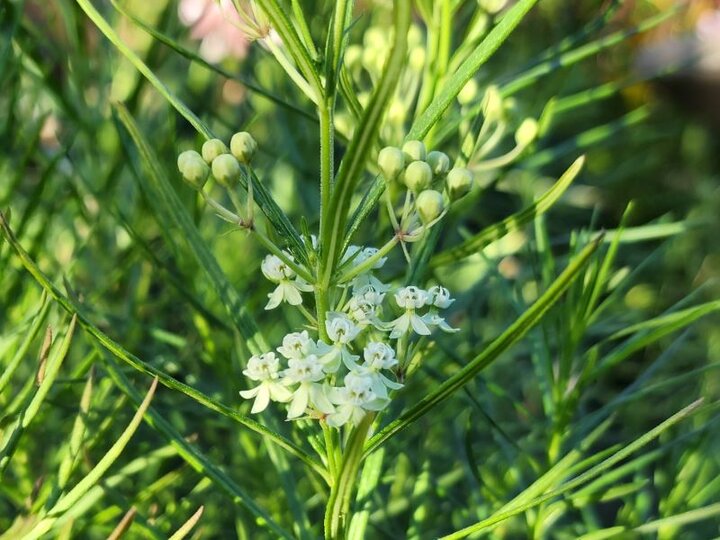 Whorled Milkweed