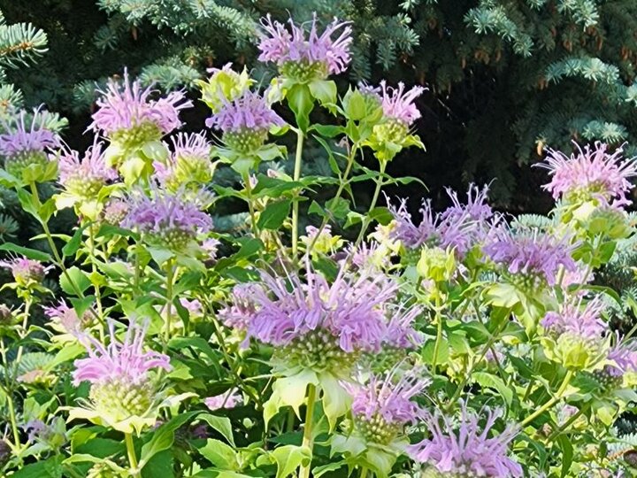 Wild Bergamot