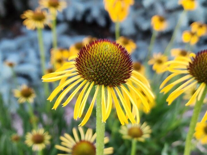 Yellow Coneflower