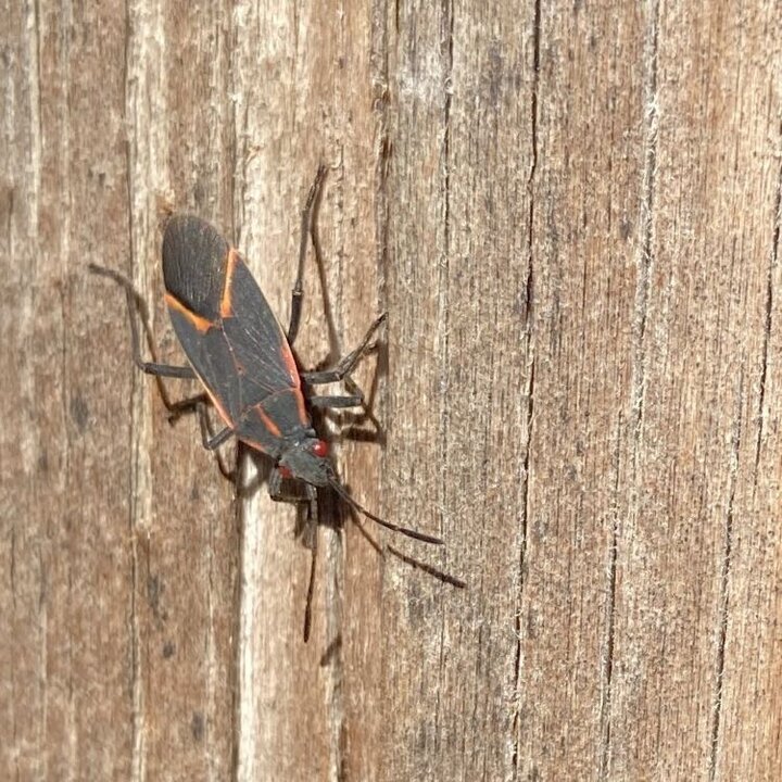 Boxelder Bug