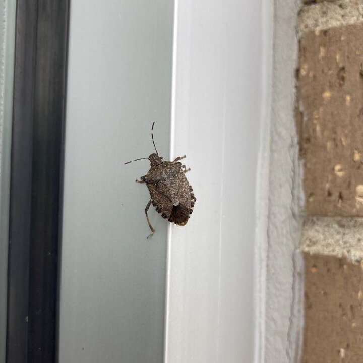 Brown Marmorated Stink Bug